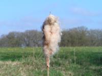 Klik op de foto voor groter formaat